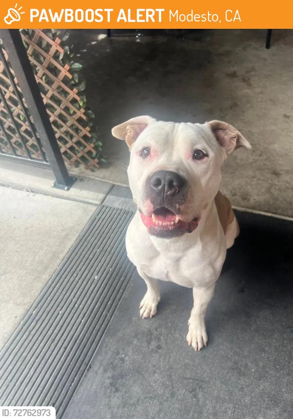 Found/Stray Unknown Dog last seen Texas Roadhouse Modesto, Modesto, CA 95350