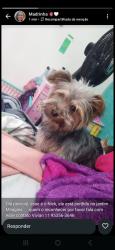 Lost Male Dog last seen Rua peroba Rosa 217, Jardim Miragaia, SP 