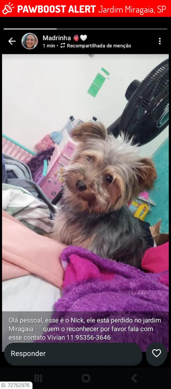 Lost Male Dog last seen Rua peroba Rosa 217, Jardim Miragaia, SP 
