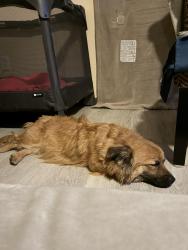 Lost Female Dog last seen Jewell & Peoria , Aurora, CO 80012