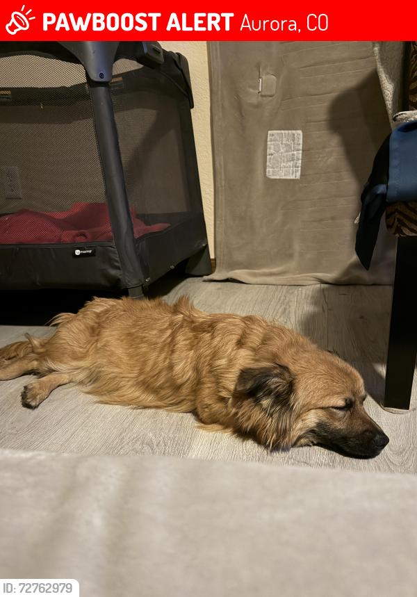 Lost Female Dog last seen Jewell & Peoria , Aurora, CO 80012