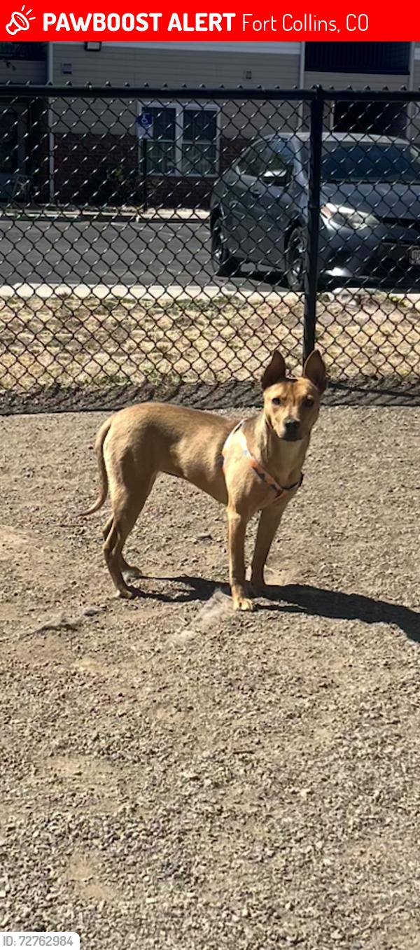 Lost Female Dog last seen East lincoln ave, Fort Collins, CO 80524