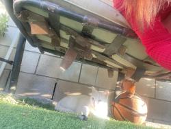 Lost Female Cat last seen Syracuse and Bess , Baldwin Park, CA 91706