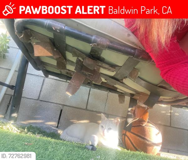 Lost Female Cat last seen Syracuse and Bess , Baldwin Park, CA 91706