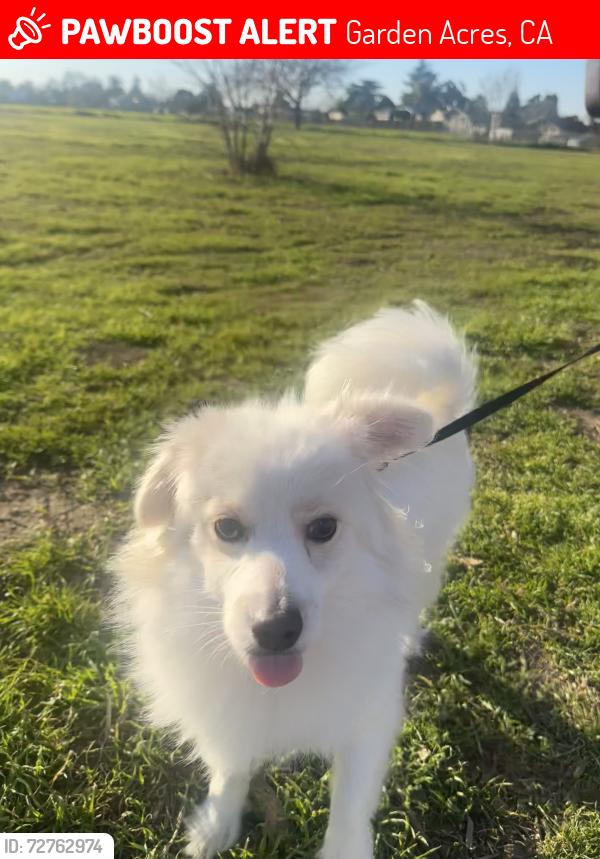 Lost Male Dog last seen Bird Avenue, Garden acres park , Garden Acres, CA 95215