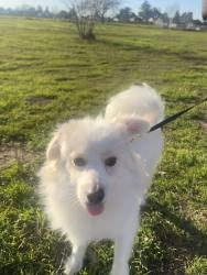 Lost Male Dog last seen Bird Avenue, Garden acres park , Garden Acres, CA 95215