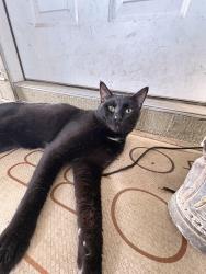 Found/Stray Male Cat last seen Elmonica elementary , Beaverton, OR 97006