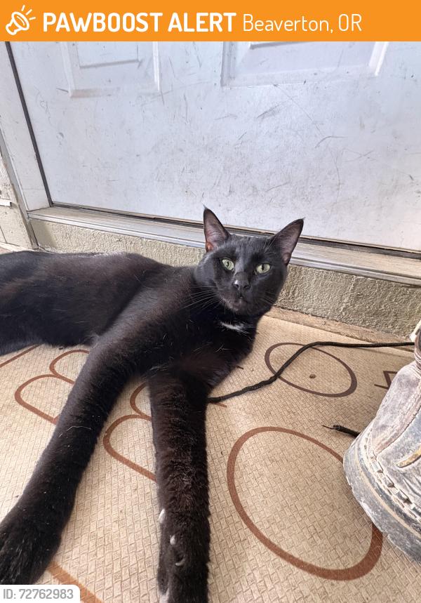 Found/Stray Male Cat last seen Elmonica elementary , Beaverton, OR 97006