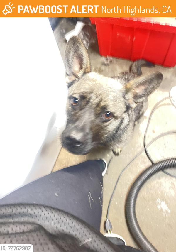Found/Stray Unknown Dog last seen Thomas st and watt, North Highlands, CA 95660
