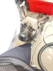 Found/Stray Unknown Dog last seen Thomas st and watt, North Highlands, CA 95660