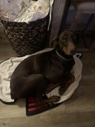 Lost Male Dog last seen Copper Dr, Vista, CA 92083