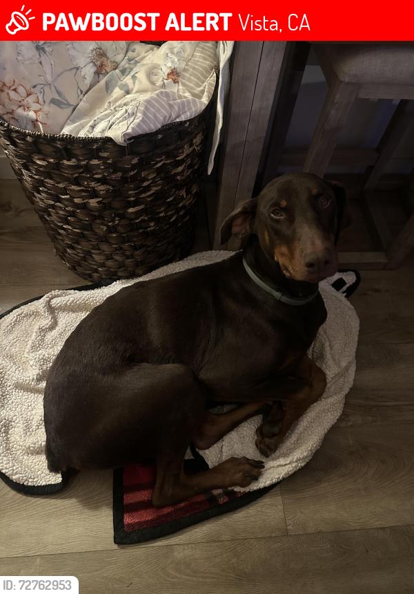 Lost Male Dog last seen Copper Dr, Vista, CA 92083