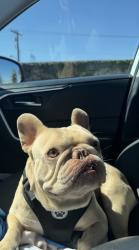 Lost Male Dog last seen E 56th St Maywood , CA 90270, Maywood, CA 90270