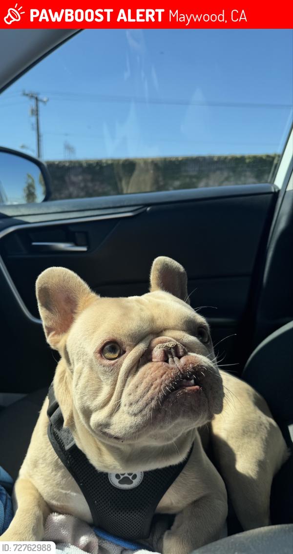 Lost Male Dog last seen E 56th St Maywood , CA 90270, Maywood, CA 90270