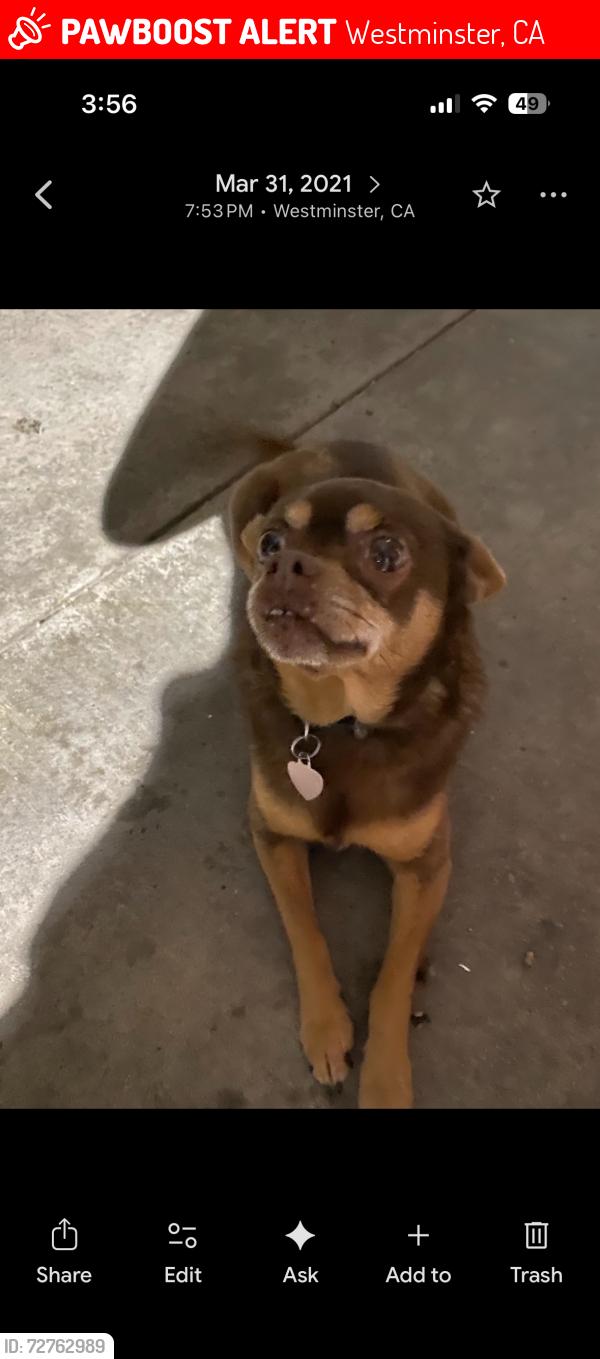 Lost Female Dog last seen Edinburgh Dr. & Cumberland Ave., Westminster, CA 92683