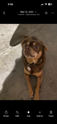 Lost Female Dog last seen Edinburgh Dr. & Cumberland Ave., Westminster, CA 92683