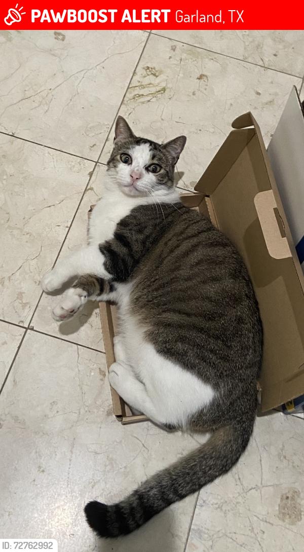 Lost Male Cat last seen on Autumn Trl, Garland, TX 75040