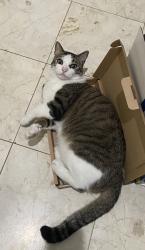 Lost Male Cat last seen on Autumn Trl, Garland, TX 75040