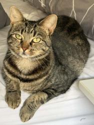 Lost Female Cat last seen Should be around the neighborhood, Sunshine North, VIC 3020