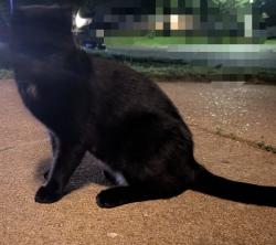 Found/Stray Male Cat last seen Kingston and South Hampton , Lemay Township, MO 63125
