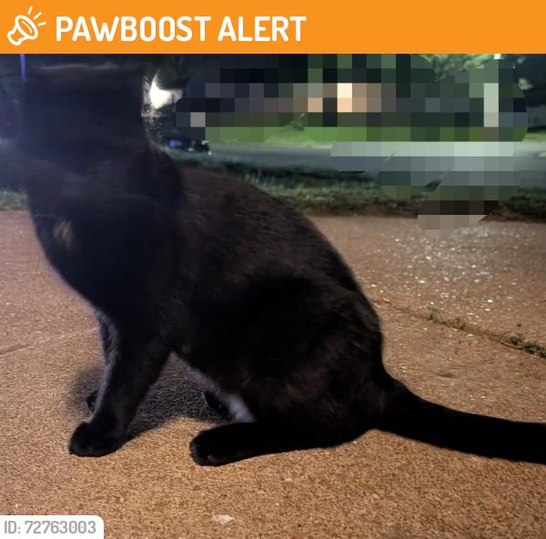 Found/Stray Male Cat last seen Kingston and South Hampton , Lemay Township, MO 63125