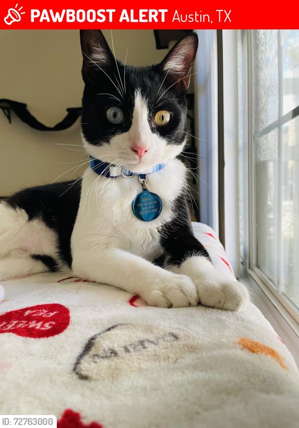 Lost Male Cat last seen Nuckols crossing and Los Arboles, Austin, TX 78744