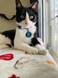 Lost Male Cat last seen Nuckols crossing and Los Arboles, Austin, TX 78744