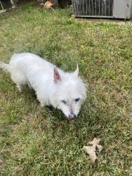 Found/Stray Male Dog last seen McVay and Crestridge, Memphis, TN 38119
