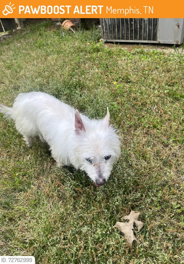 Found/Stray Male Dog last seen McVay and Crestridge, Memphis, TN 38119