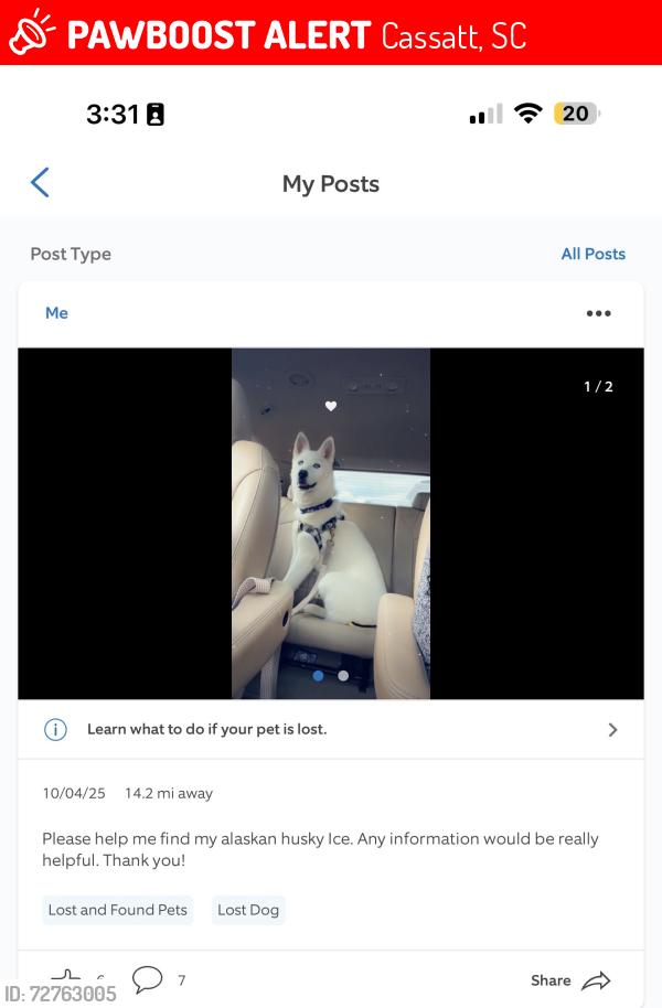 Lost Male Dog last seen Highway 1, Cassatt, SC 29032