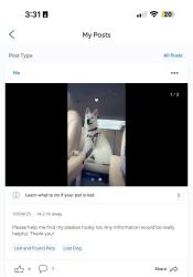 Lost Male Dog last seen Highway 1, Cassatt, SC 29032