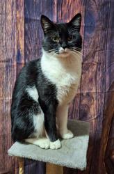 Lost Male Cat last seen St Malachy's Primary School, Belfast, Northern Ireland BT2 8LP