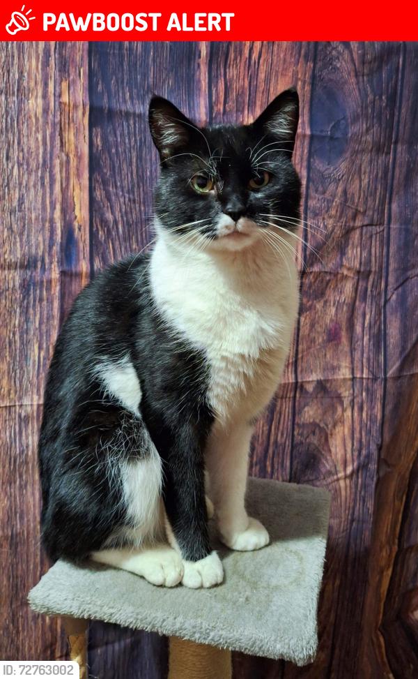 Lost Male Cat last seen St Malachy's Primary School, Belfast, Northern Ireland BT2 8LP
