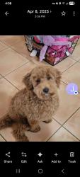 Lost Female Dog last seen Rancho Viejo Blvd, Santa Fe County, NM 87508