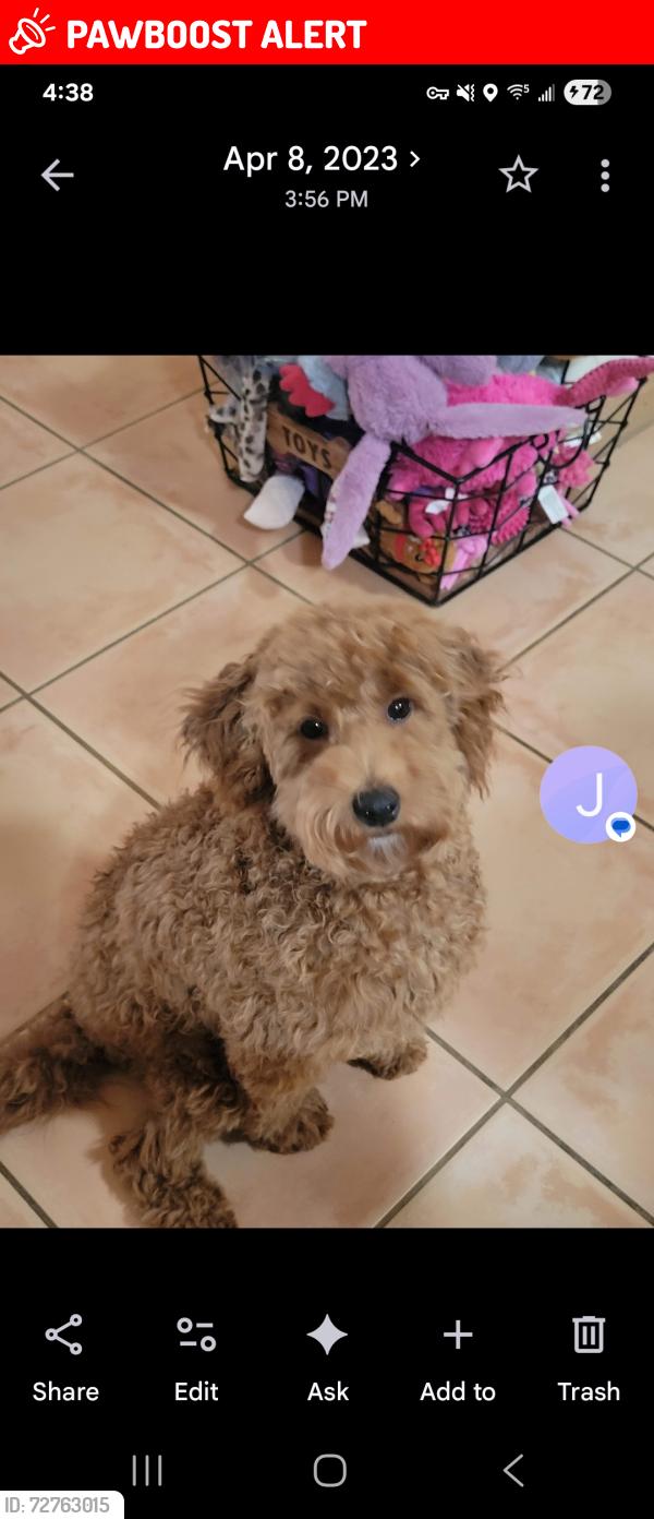 Lost Female Dog last seen Rancho Viejo Blvd, Santa Fe County, NM 87508