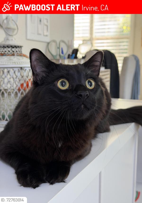 Lost Male Cat last seen Oak Forest, Irvine, Irvine, CA 92618