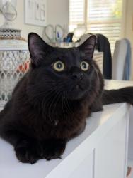 Lost Male Cat last seen Oak Forest, Irvine, Irvine, CA 92618
