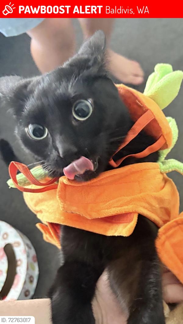 Lost Male Cat last seen Baldivis, Baldivis, WA 6171