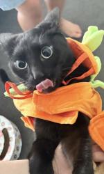 Lost Male Cat last seen Baldivis, Baldivis, WA 6171