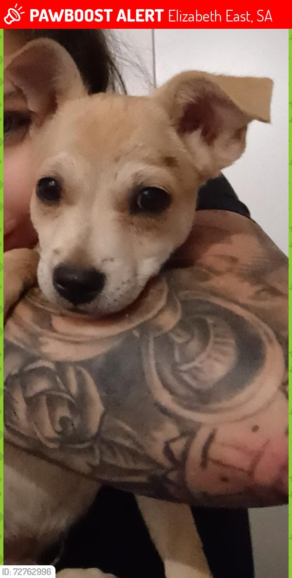 Lost Male Dog last seen Holcomb St, Elizabeth East SA, Elizabeth East, SA 5112
