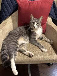 Lost Male Cat last seen Chapman and N Ashford, Fullerton, CA 92832