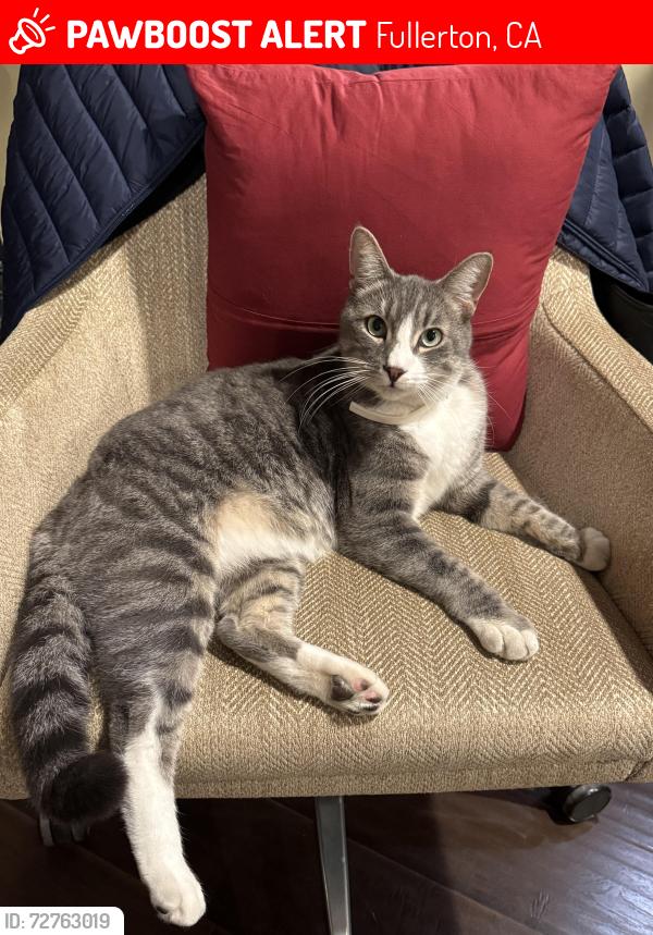 Lost Male Cat last seen Chapman and N Ashford, Fullerton, CA 92832