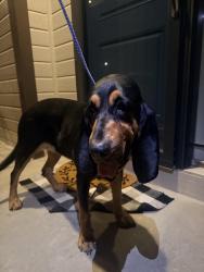 Found/Stray Female Dog last seen Meadow Ridge Park, 153rd and 152nd St., Douglas County, NE 68116