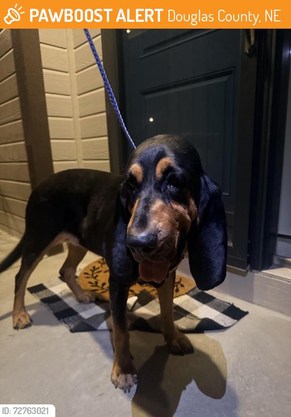Found/Stray Female Dog last seen Meadow Ridge Park, 153rd and 152nd St., Douglas County, NE 68116