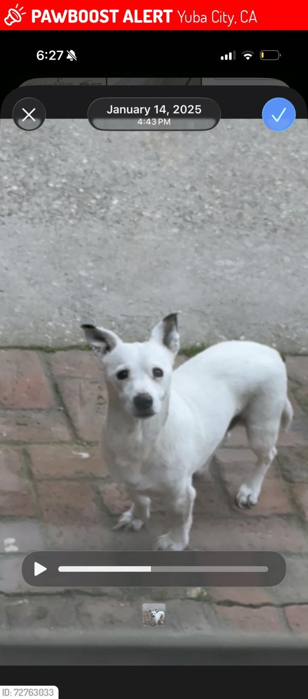 Lost Male Dog last seen B street, teegarden ave, sutter street., Yuba City, CA 95901