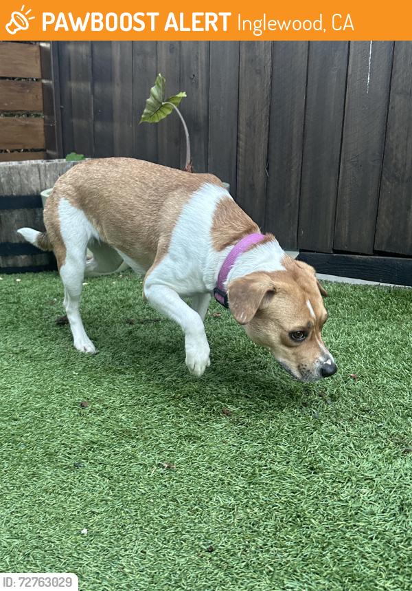 Found/Stray Female Dog last seen Centinela x hyde park, Inglewood, CA 90302