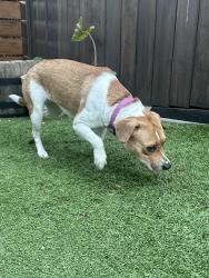 Found/Stray Female Dog last seen Centinela x hyde park, Inglewood, CA 90302