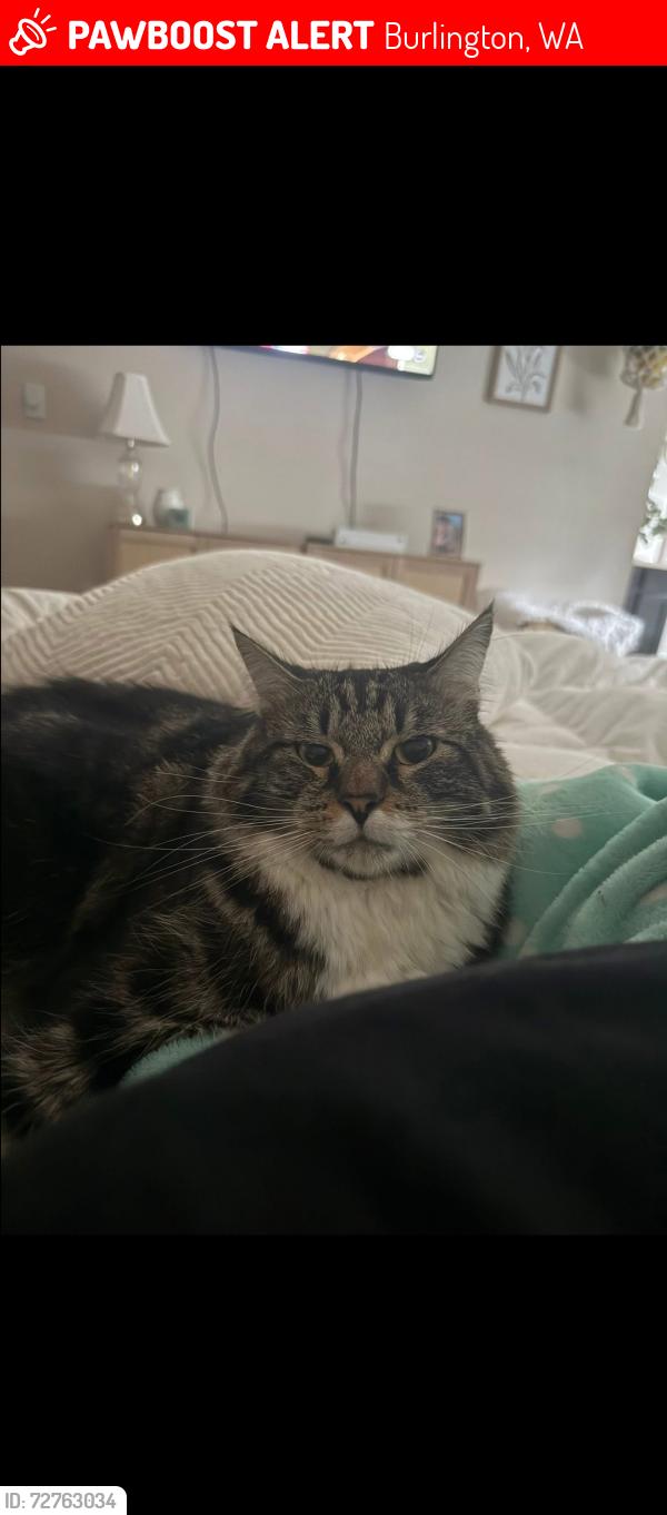 Lost Male Cat last seen Fred meyers, Burlington, WA 98233
