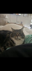 Lost Male Cat last seen Fred meyers, Burlington, WA 98233