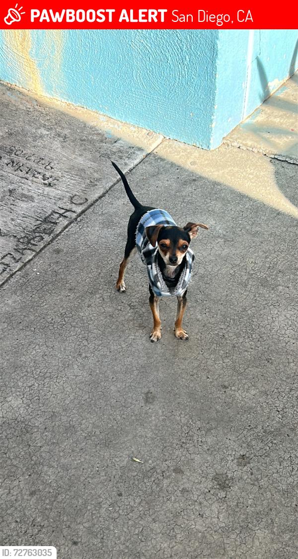 Lost Male Dog last seen Laurel elementary , San Diego, CA 92105